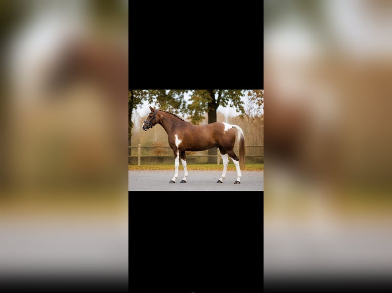 NRPS Wallach 9 Jahre 158 cm Schecke in Exter