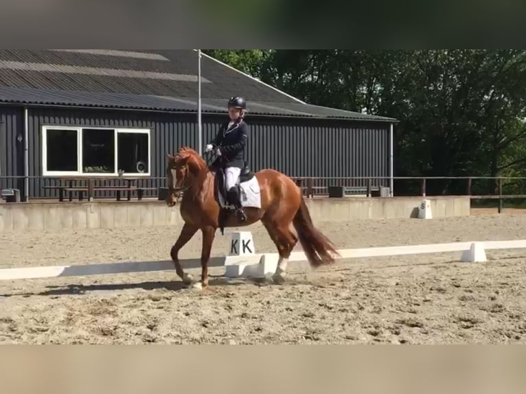 NRPS Wallach 9 Jahre 162 cm Fuchs in Eibergen
