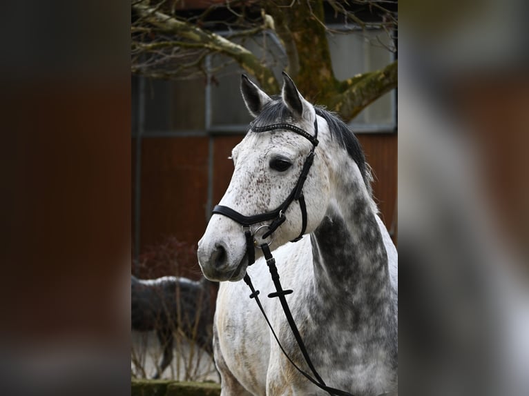 NRPS Wallach 9 Jahre 162 cm Schimmel in Lonsee