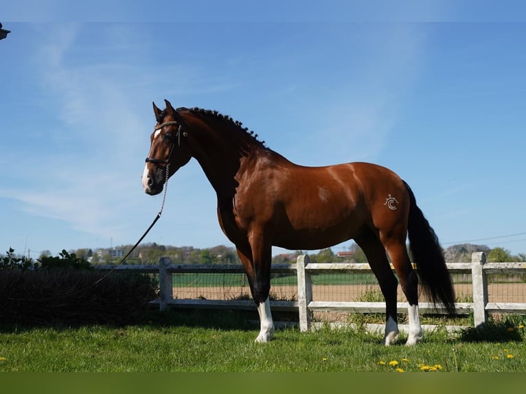 OCALZO CEN PRE Hengst Roodbruin in HEUVELLAND