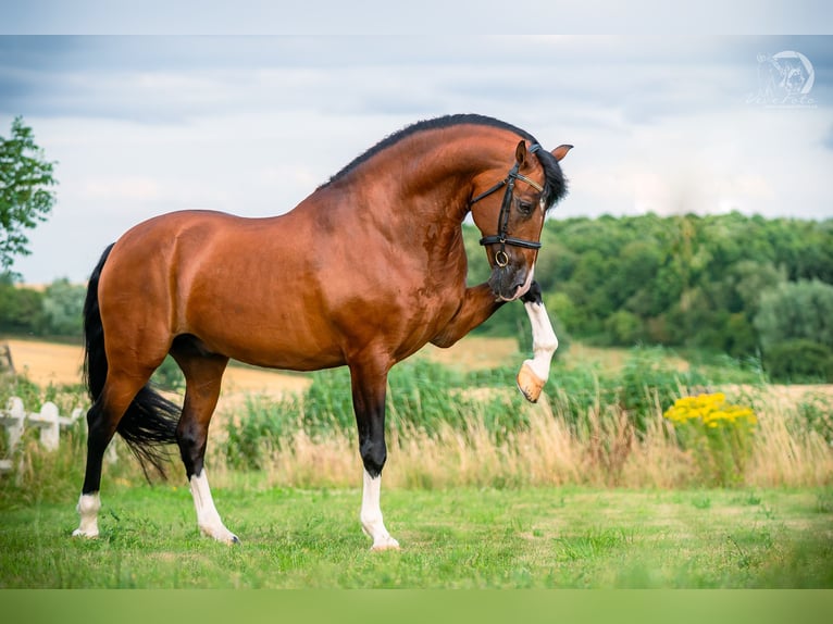 OCALZO CEN PRE Hengst Roodbruin in HEUVELLAND