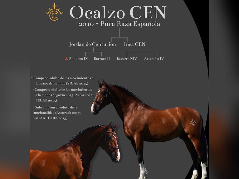 OCALZO CEN PRE Hengst Roodbruin in La Cabrera , MADRID