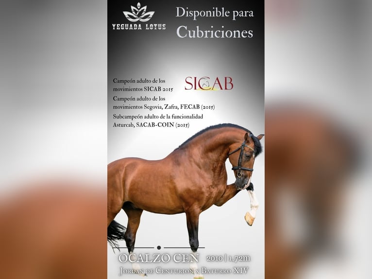 OCALZO CEN PRE Hengst Roodbruin in La Cabrera , MADRID