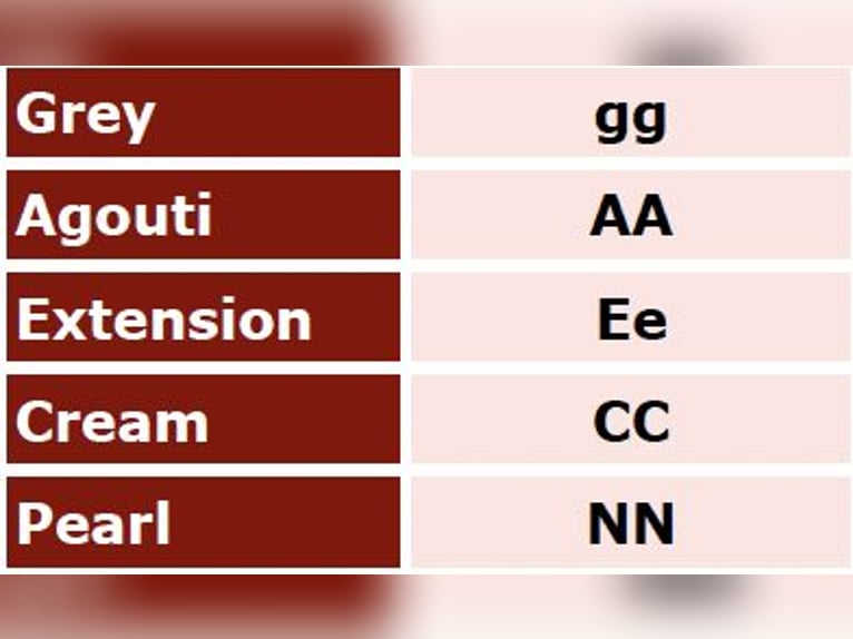 OCALZO CEN PRE Hengst Rotbrauner in La Cabrera , MADRID
