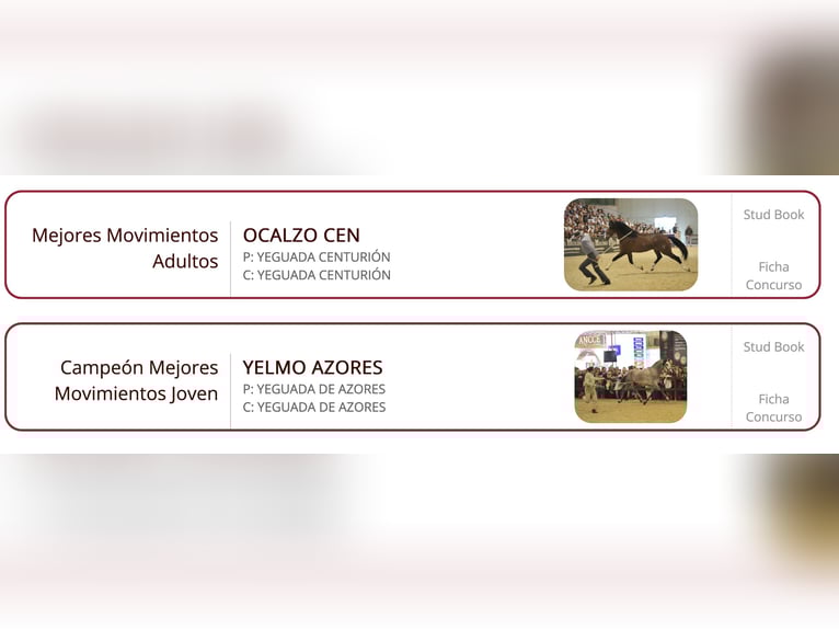 OCALZO CEN PRE Hengst Rotbrauner in La Cabrera , MADRID