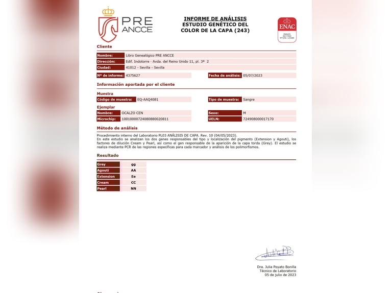 OCALZO CEN PRE Ogier Gniada in La Cabrera , MADRID