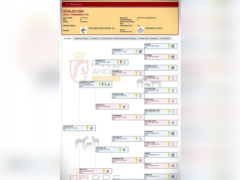 OCALZO CEN PRE Stallion Bay in HEUVELLAND