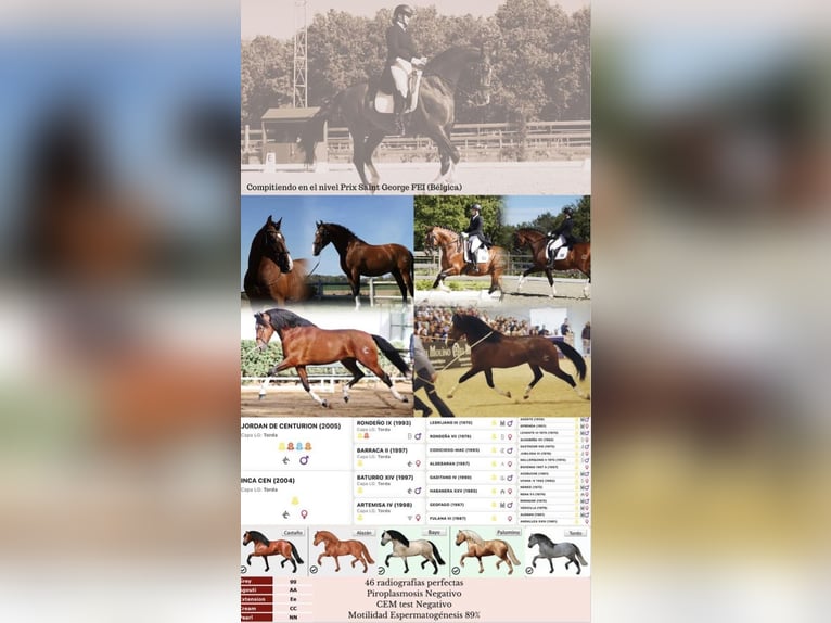 OCALZO CEN PRE Stallion Bay in La Cabrera , MADRID