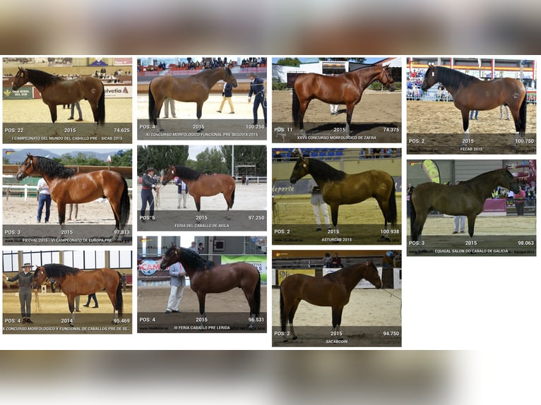 OCALZO CEN PRE Stallion Bay in La Cabrera , MADRID