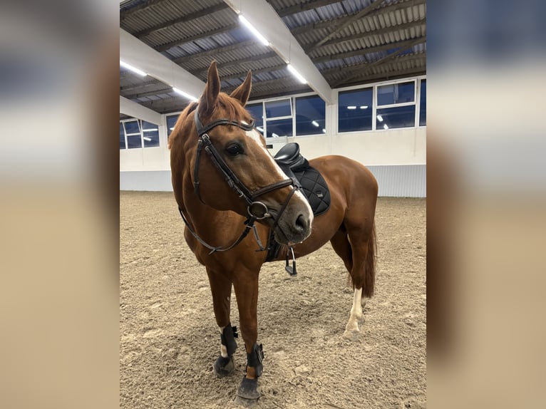 Oekraïner Hengst 10 Jaar 165 cm Vos in Ovelgönne