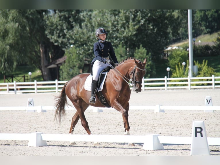 Oekraïner Hengst 13 Jaar 173 cm Red Dun in Lastrup