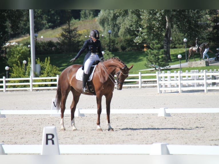 Oekraïner Hengst 13 Jaar 173 cm Red Dun in Lastrup