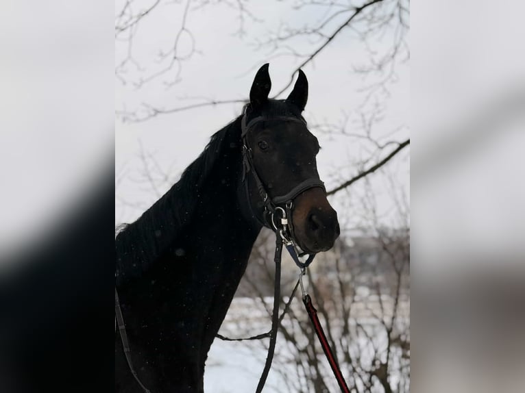 Oekraïner Hengst 4 Jaar 158 cm Donkerbruin in Харьков