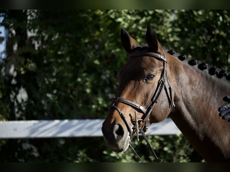 Oekraïner Merrie 10 Jaar 165 cm Roodbruin in Arezzo