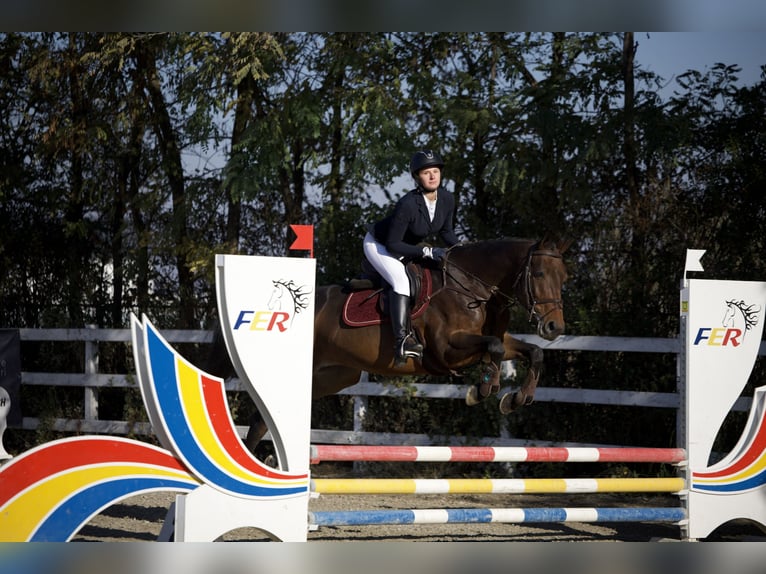 Oekraïner Merrie 10 Jaar 165 cm Roodbruin in Arezzo