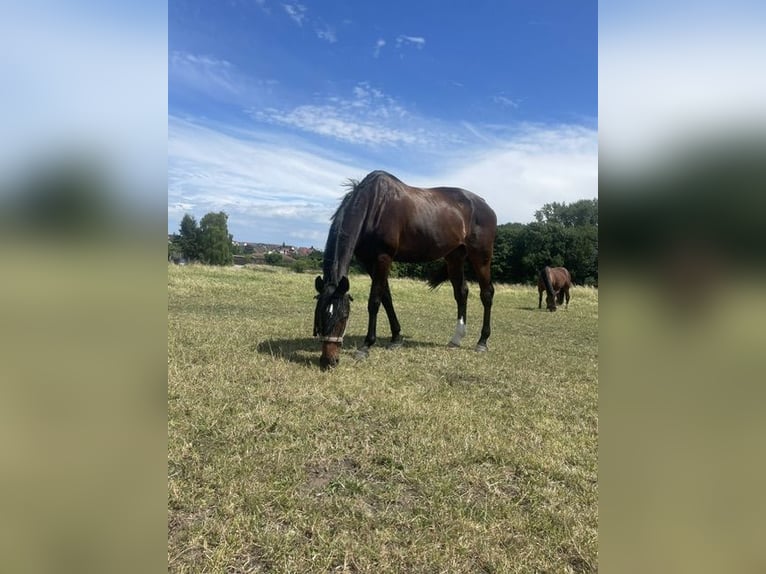 Oekraïner Merrie 10 Jaar 175 cm Bruin in Sülzetal