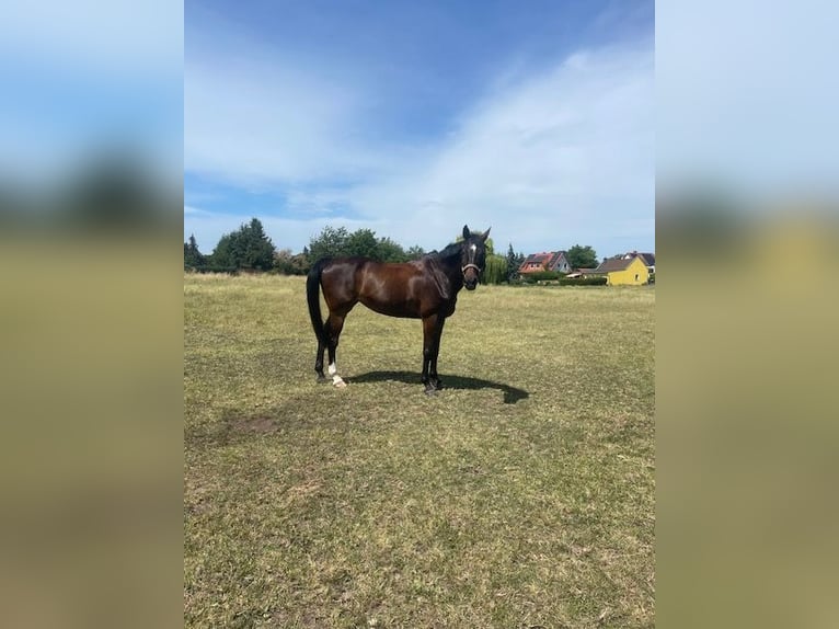 Oekraïner Merrie 10 Jaar 175 cm Bruin in Sülzetal
