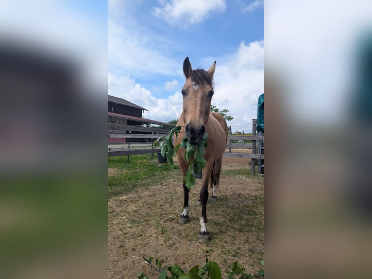 Oekraïner Merrie 11 Jaar 148 cm Falbe in Ravensburg