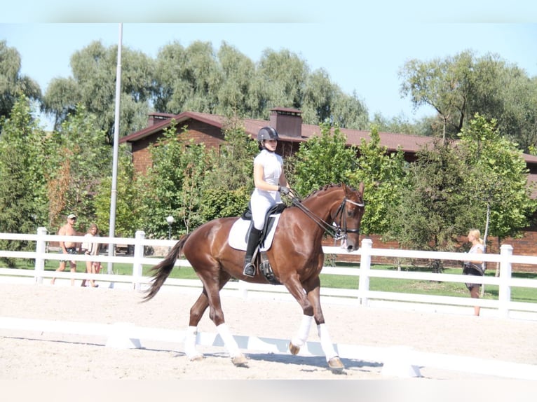 Oekraïner Merrie 13 Jaar 173 cm Red Dun in Lastrup