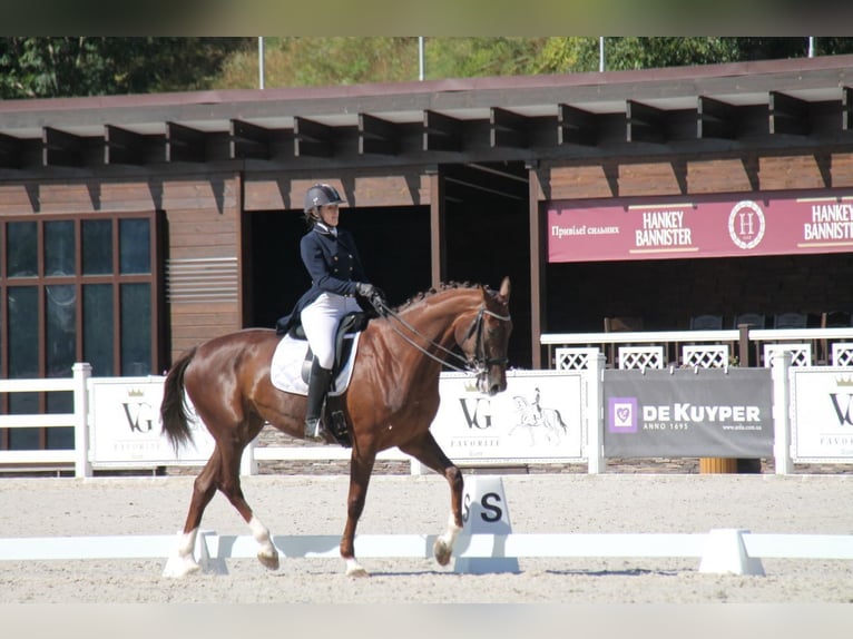 Oekraïner Merrie 13 Jaar 173 cm Red Dun in Lastrup