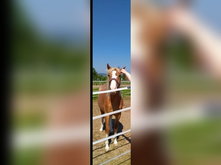 Oekraïner Merrie 2 Jaar 150 cm Donkere-vos in Weisenheim am Sand