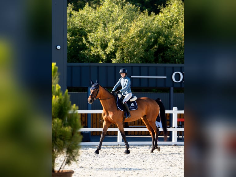 Oekraïner Merrie 4 Jaar 176 cm Roodbruin in Kotiv, Volyn region