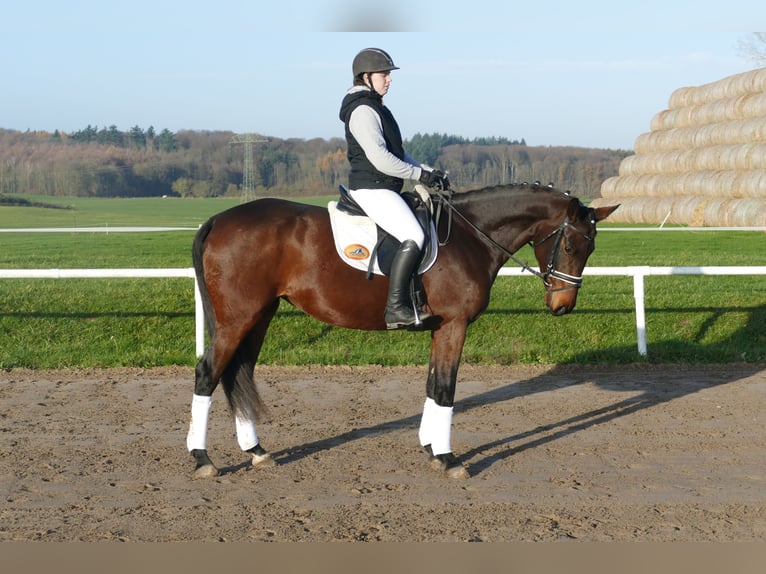 Oekraïner Merrie 5 Jaar 167 cm Bruin in Ganschow