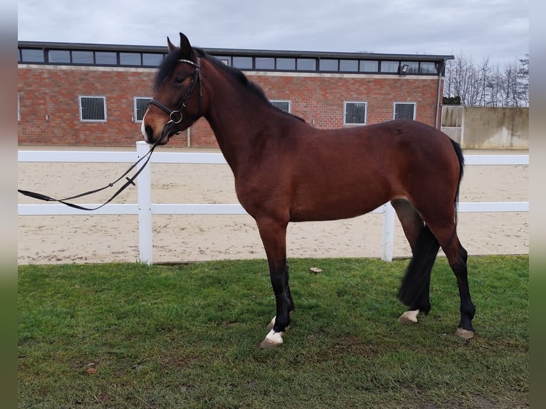 Oekraïner Merrie 6 Jaar 150 cm Bruin in Bad Laer