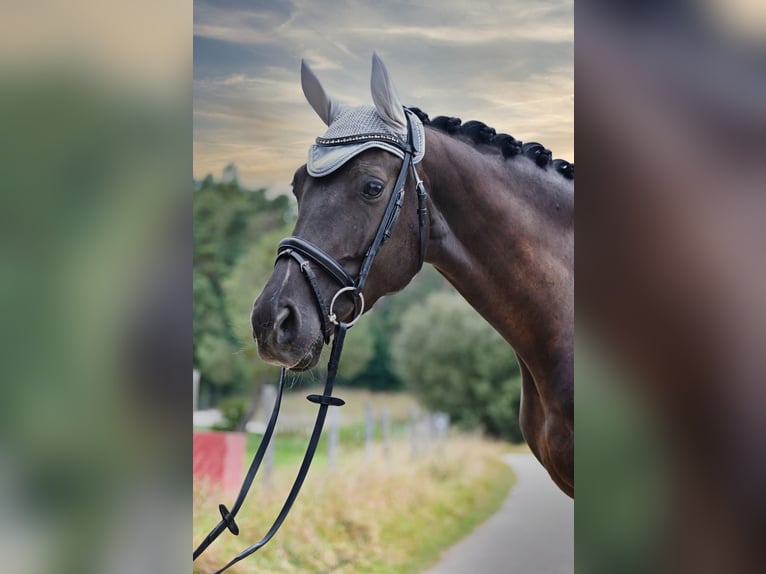 Oekraïner Merrie 6 Jaar 162 cm Zwart in Schwanstetten