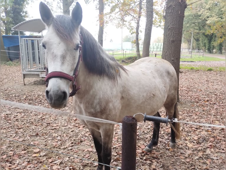 Oekraïner Mix Merrie 7 Jaar 147 cm Appelschimmel in Neustadt am Rübenberge