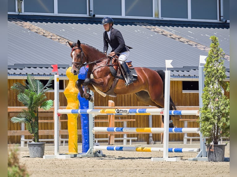 Oekraïner Merrie 7 Jaar 163 cm Donkerbruin in Kronenberg