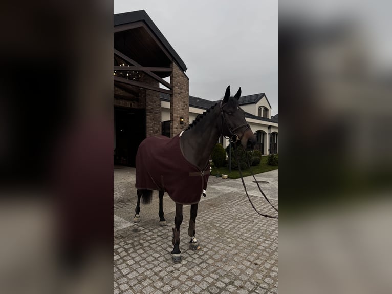 Oekraïner Merrie 7 Jaar 164 cm Donkerbruin in City