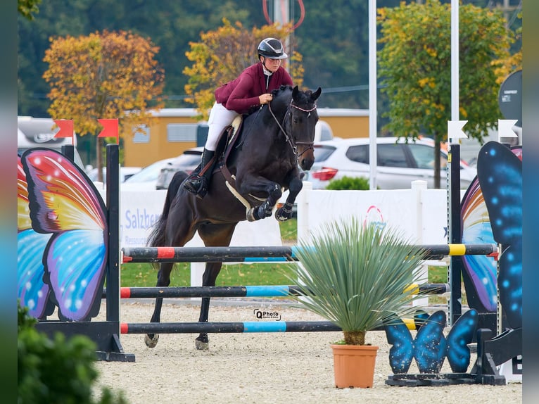 Oekraïner Merrie 7 Jaar 164 cm Donkerbruin in Thessaloniki