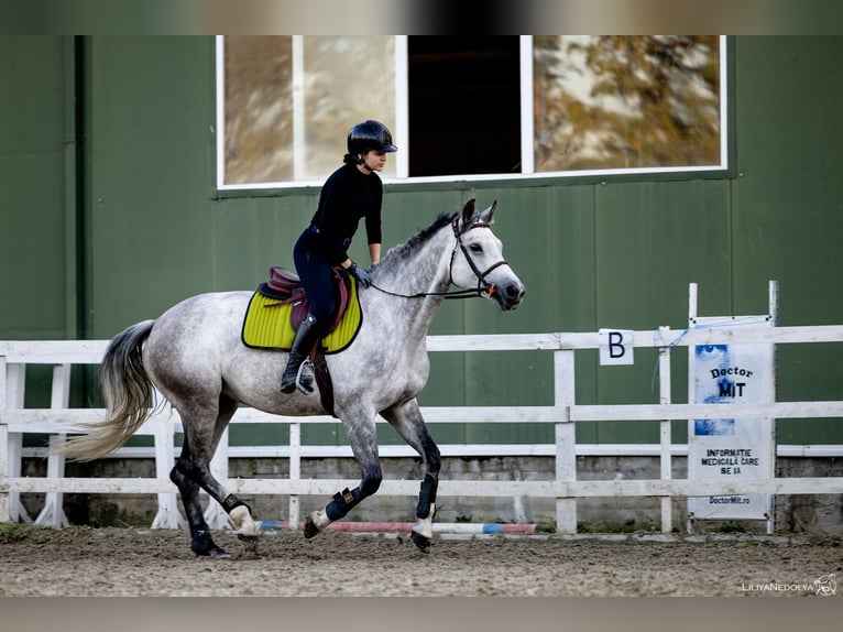 Oekraïner Merrie 8 Jaar 164 cm Schimmel in Bucharest