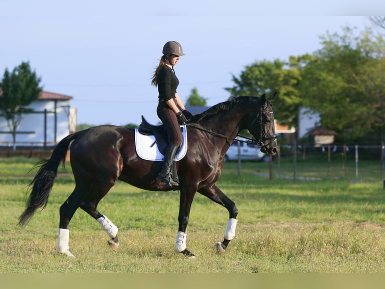 Oekraïner Mix Merrie 9 Jaar 177 cm Zwart in Britovka