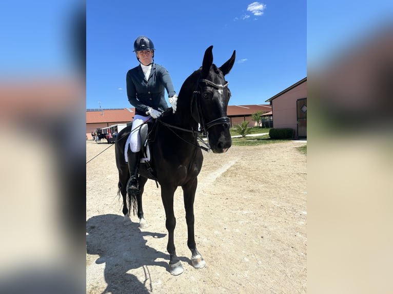 Oekraïner Ruin 11 Jaar Donkerbruin in Madrid