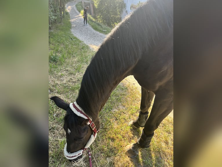 Oekraïner Ruin 11 Jaar Donkerbruin in Madrid