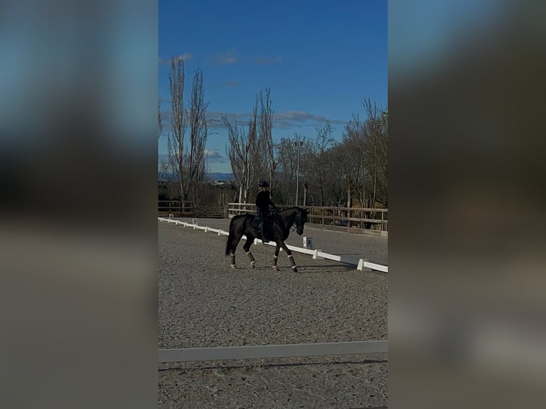 Oekraïner Ruin 11 Jaar Donkerbruin in Madrid