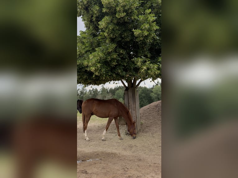 Oekraïner Ruin 14 Jaar 165 cm Vos in Bernhardswald
