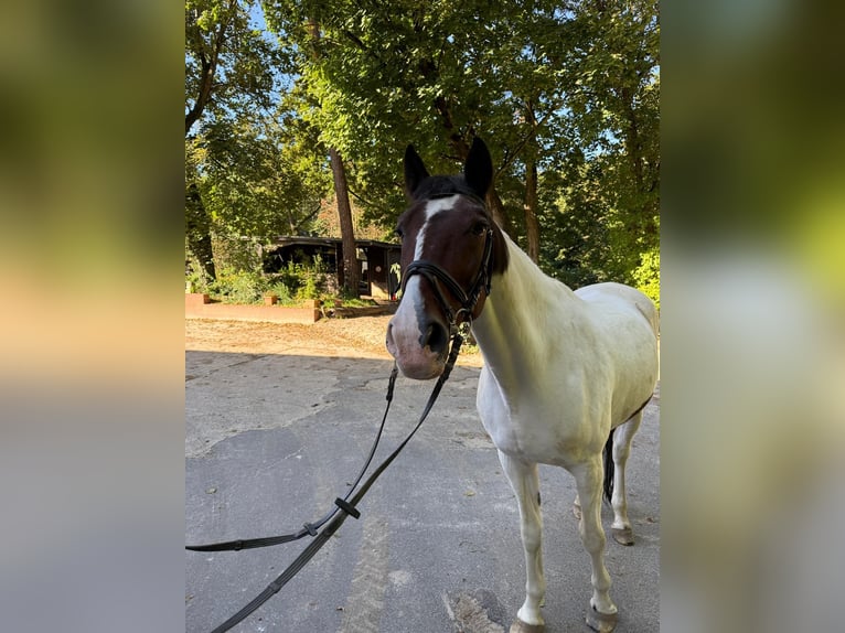 Oekraïner Ruin 18 Jaar 163 cm Gevlekt-paard in Berlin
