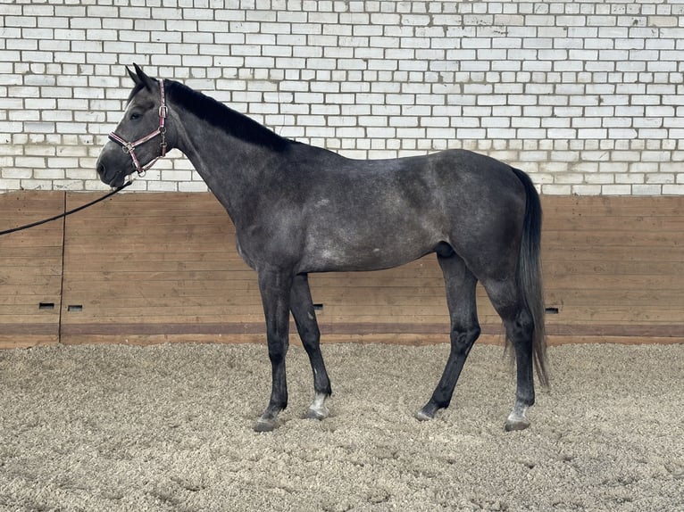 Oekraïner Mix Ruin 4 Jaar 174 cm Schimmel in Хащеве