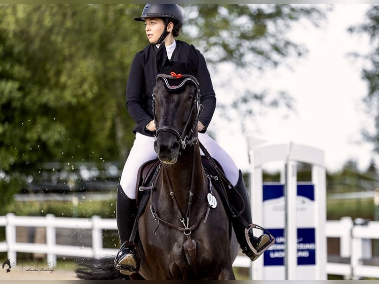 Oekraïner Ruin 7 Jaar 170 cm Zwartbruin in Waldbrunn