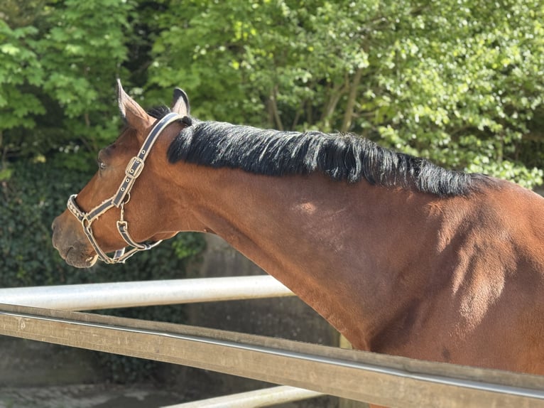 Oekraïner Ruin 8 Jaar 176 cm Bruin in Hochspayer