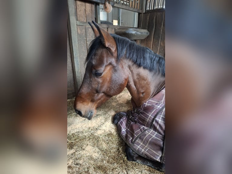 Oekraïner Ruin 9 Jaar 162 cm Roodbruin in Ingolstadt