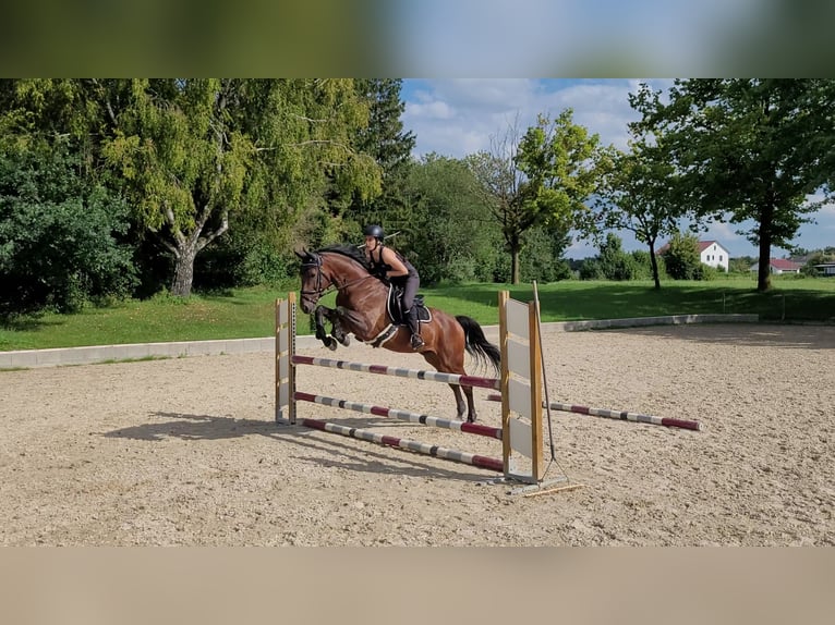 Oekraïner Ruin 9 Jaar 162 cm Roodbruin in Ingolstadt