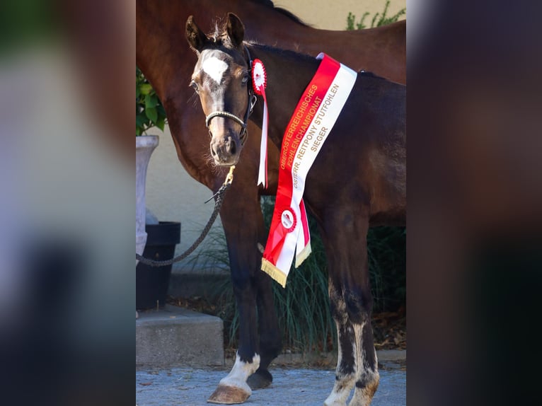 Österreichisches Reitpony Stute 1 Jahr 145 cm Rappe in St.Georgen an der Leys