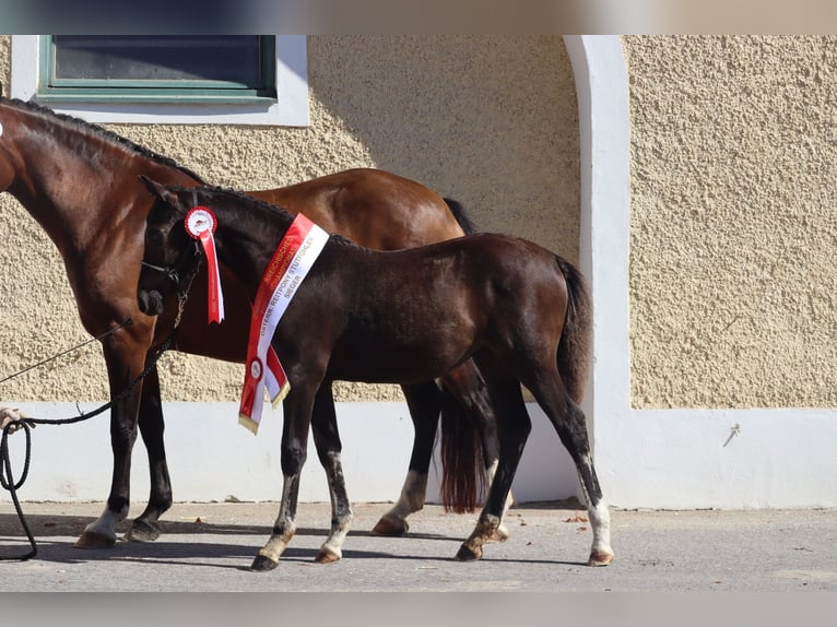 Österreichisches Reitpony Stute 1 Jahr 145 cm Rappe in St.Georgen an der Leys