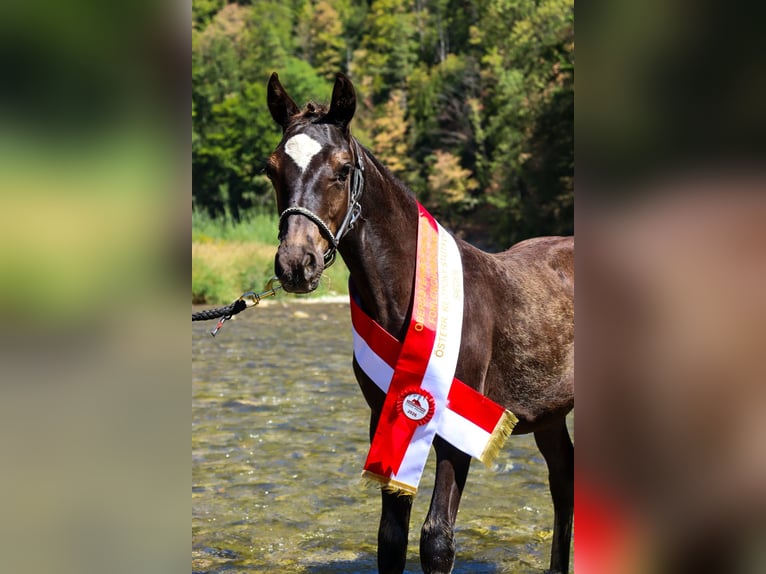 Österreichisches Reitpony Stute 1 Jahr 145 cm Rappe in St.Georgen an der Leys