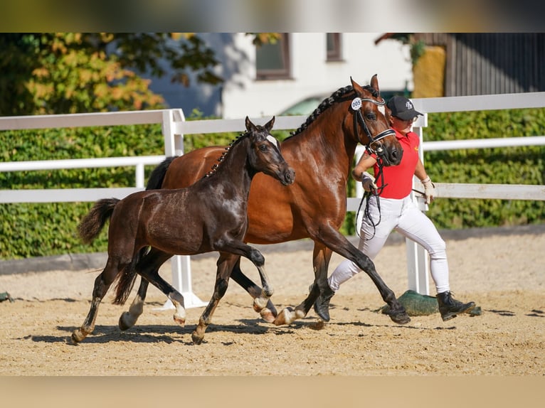 Österreichisches Reitpony Stute 1 Jahr 145 cm Rappe in St.Georgen an der Leys