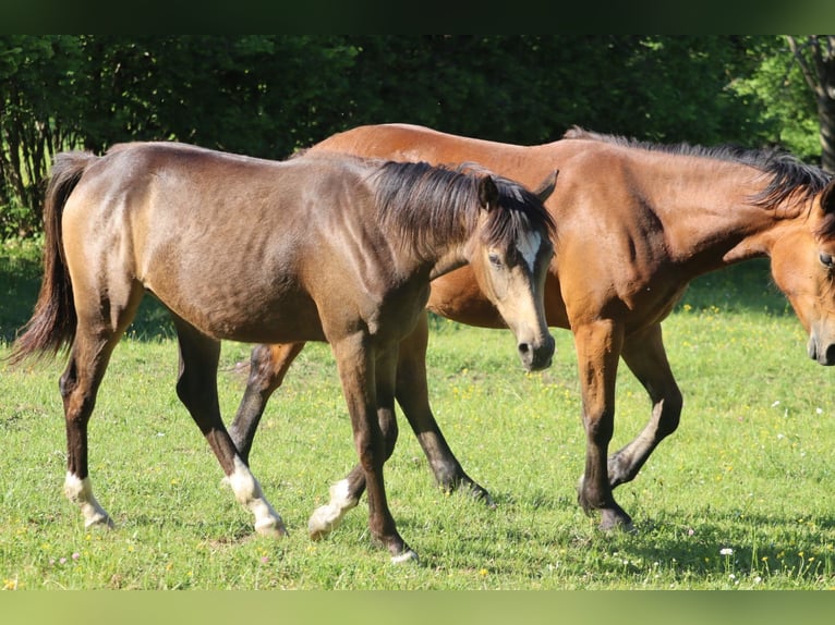 Österreichisches Reitpony Stute 1 Jahr 150 cm Buckskin in St.Georgen an der Leys